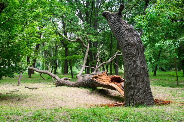 How Our Tree Care Process Works  in  Westwood, CA