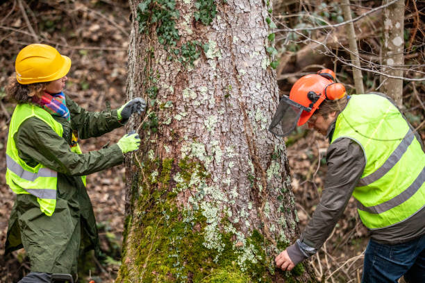 Best Fruit Tree Pruning  in Westwood, CA