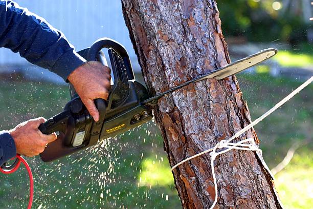 Tree and Shrub Care in Westwood, CA