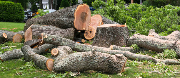 Trusted Westwood, CA Tree Care Experts