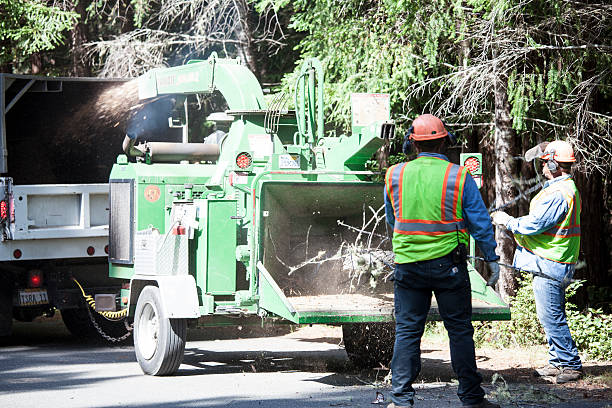 Best Commercial Tree Services  in Westwood, CA