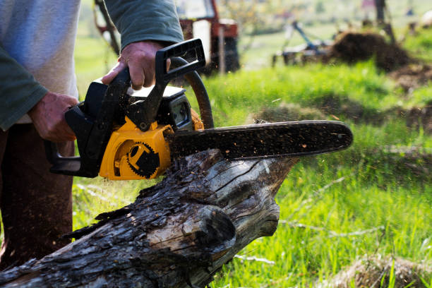 Best Tree Risk Assessment  in Westwood, CA